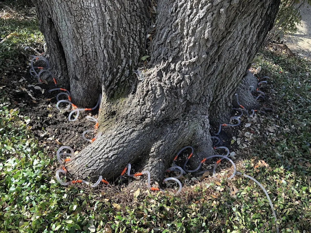 Detailed Tree Cabling and Bracing job site in Glenwood City
