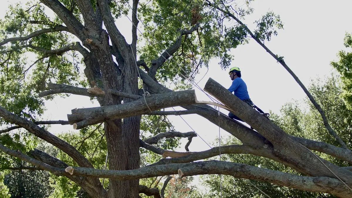 Professional Hazardous Tree Removal performed by certified arborists in Glenwood City