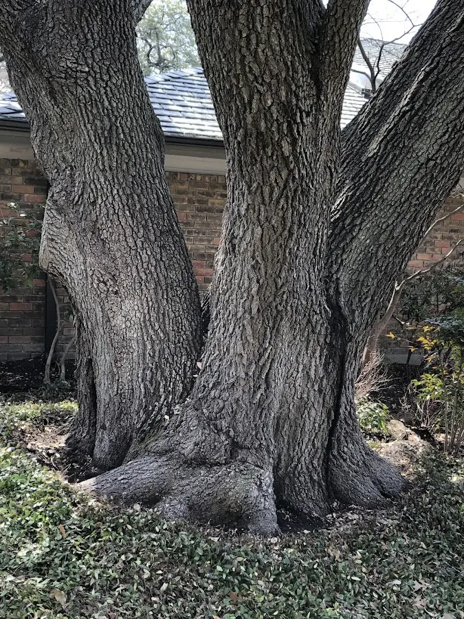 Mature heritage tree close to a Glenwood City property cared for by certified arborists
